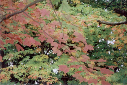 trees by the side yard leaves