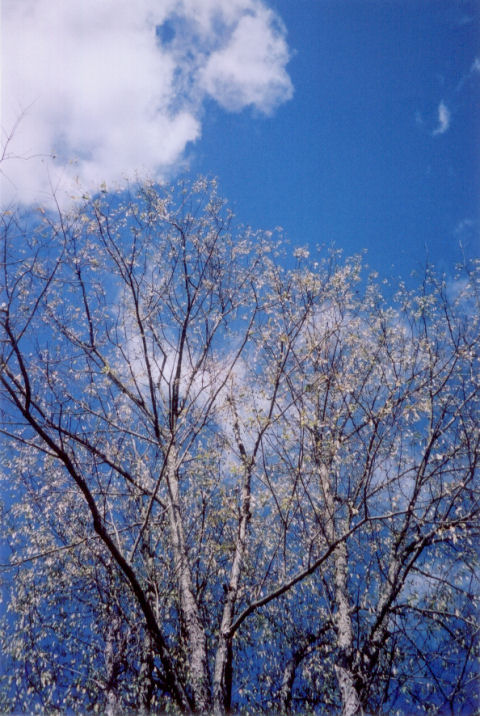 looking up at a tree top tree