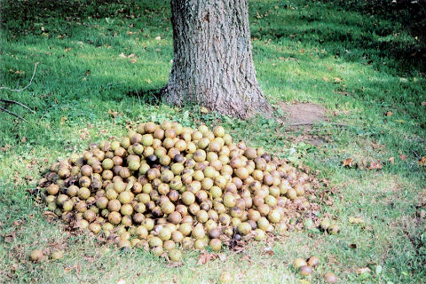 front yard walnuts