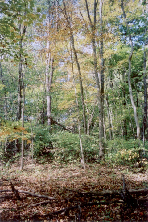 our woods woods