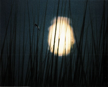 moonlit dragonfly dragonfly