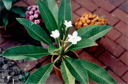 plumeria