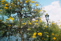 yellow blooming tree in San Juan yellow blooming tree in San Juan
