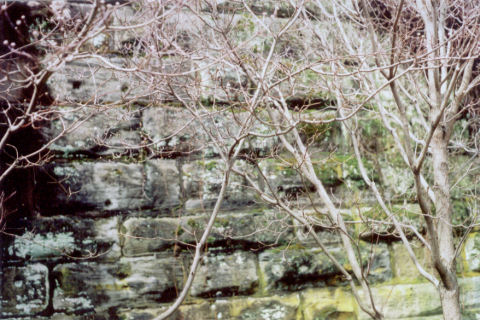 tree buds, stone background