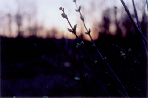 lilac buds just after sunset