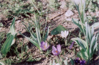 crocuses