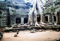 a massive tree
