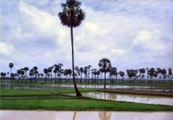 green rice paddies with palm trees