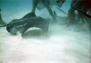 a stingray