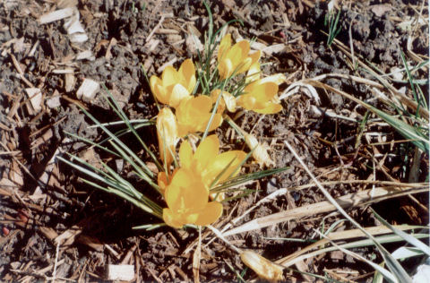 yellow crocus