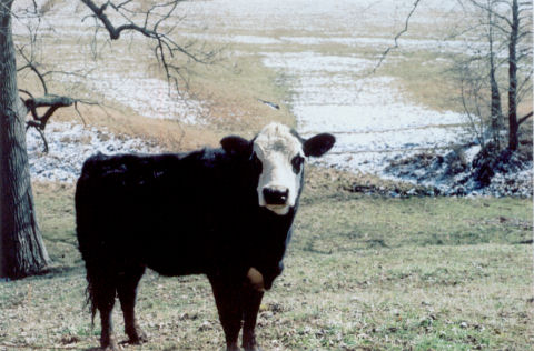 cow