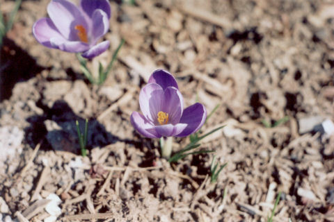 purple crocus