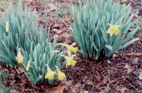 daffodils