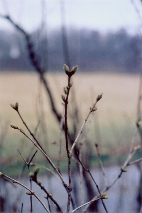 lilac buds