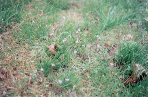 tiny flowers, grass beginning to green