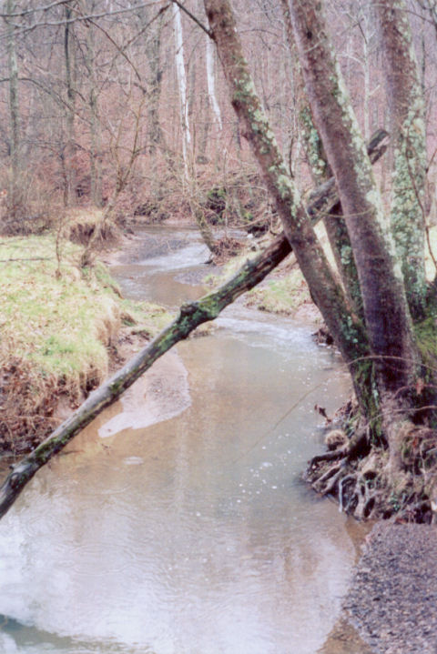 brook #1