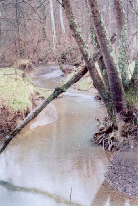 brook #2