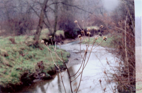a weed