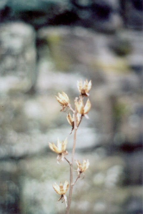 another weed