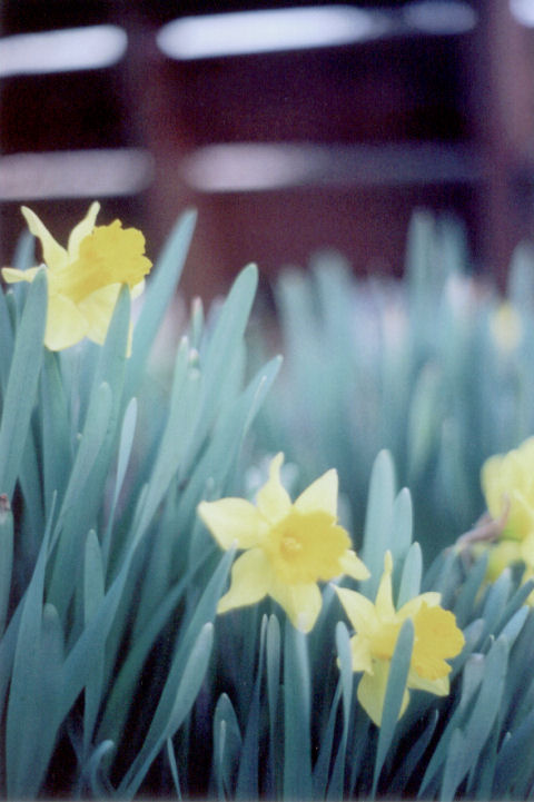 daffodils