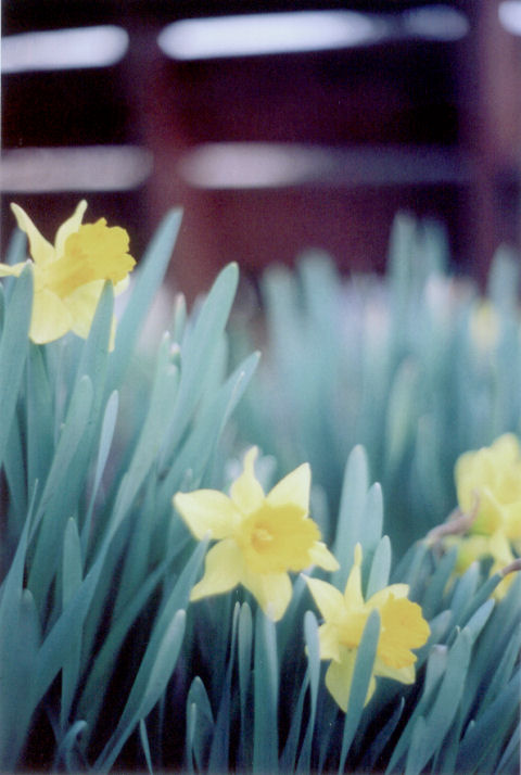 daffodils