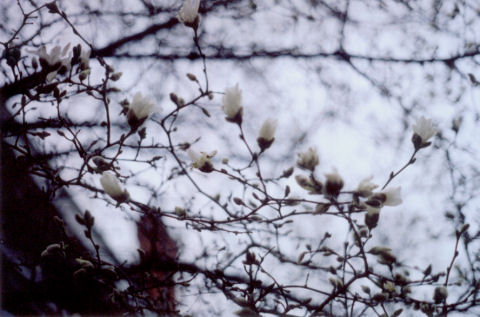 magnolia tree